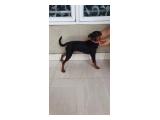 Hibah Anjing / Open Adopt Miniature Pinscher Betina di Cengkareng