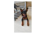 Hibah Anjing / Open Adopt Miniature Pinscher Betina di Cengkareng