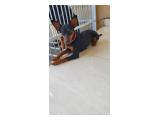 Hibah Anjing / Open Adopt Miniature Pinscher Betina di Cengkareng