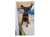 Hibah Anjing / Open Adopt Miniature Pinscher Betina di Cengkareng