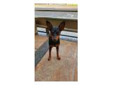 Hibah Anjing / Open Adopt Miniature Pinscher Betina di Cengkareng